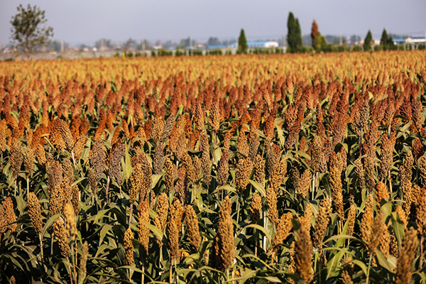 99905cm银河以绿色竞争力破局白酒行业调整期